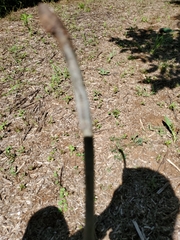 Phyllodesma americana