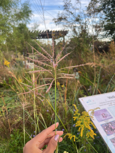 Bothriochloa bladhii observed 2026-10-29