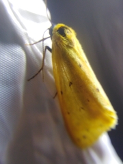 Setina roscida