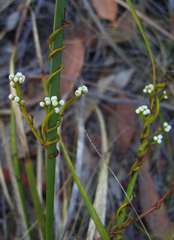 Cassytha glabella dispar