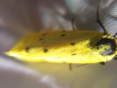 Setina roscida
