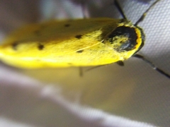 Setina roscida