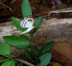 Leucochimona hyphea