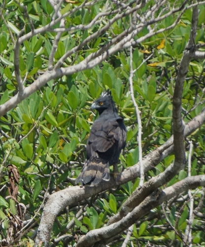 Tyrannus tyrannus, 2026-10-29