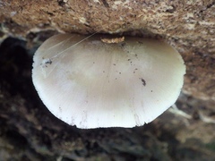 Pluteus salicinus