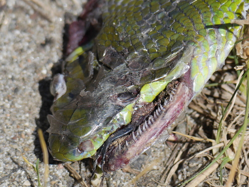 Gonyosoma oxycephalum