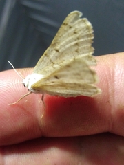Dyscia conspersaria