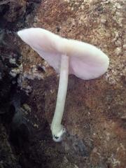 Pluteus salicinus