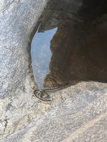 Thamnophis cyrtopsis observed 2026-10-29