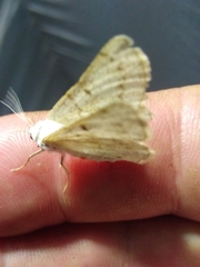 Dyscia conspersaria