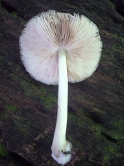 Pluteus salicinus
