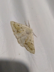 Dyscia conspersaria