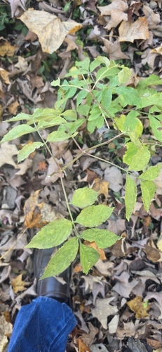Sambucus canadensis observed 2026-10-29