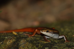 Sphenomorphus dussumieri