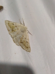 Dyscia conspersaria