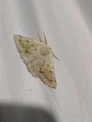 Dyscia conspersaria
