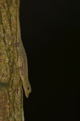 Cnemaspis littoralis