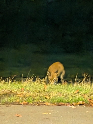 Vulpes vulpes photograph by the iNaturalist community