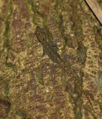 Cnemaspis littoralis