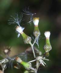 Senecio glomeratus glomeratus