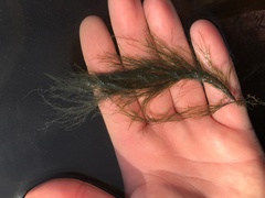 Cladophora rupestris