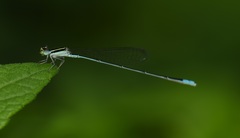 Aciagrion occidentale