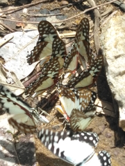 Graphium angolanus baronis