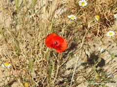 Hordeum murinum leporinum