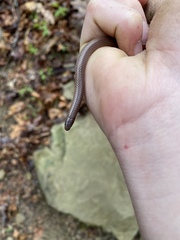 Carphophis amoenus helenae