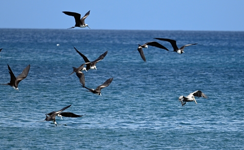 Aves observed 2026-10-28