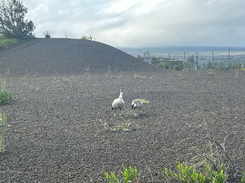 Branta sandvicensis observed 2026-10-22