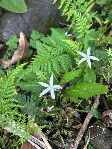 Hippobroma longiflora observed 2026-10-23