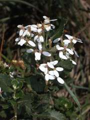 Olearia myrsinoides