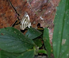 Leucochimona hyphea