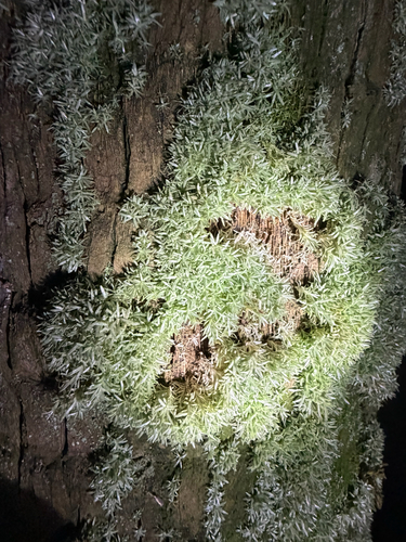 Octoblepharum albidum observed 2026-10-29