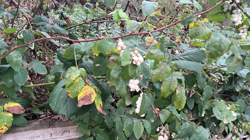 Vaccinium observed 2026-10-29