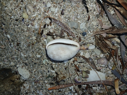 Cypraea observed 2026-10-30
