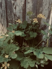 Chelidonium majus