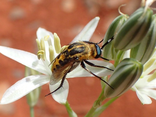 Toxophora fasciculata
