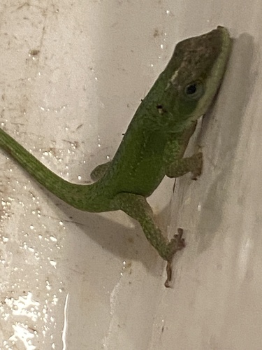 Anolis carolinensis observed 2026-10-29