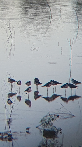 Himantopus mexicanus observed 2026-10-29