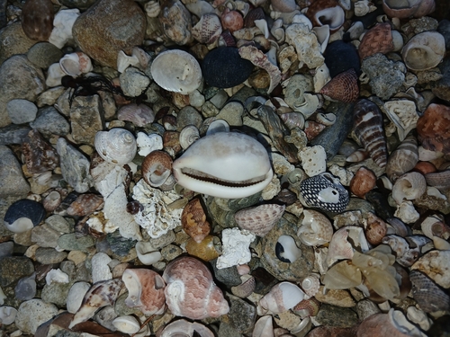 Cypraea observed 2026-10-30