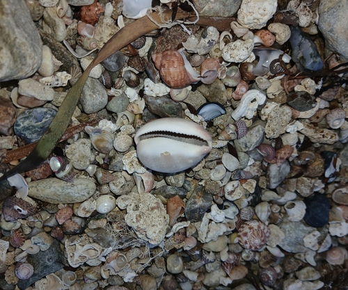 Cypraea observed 2026-10-30