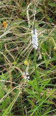 Verbena simplex