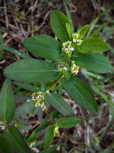 Euphorbia hypericifolia observed 2026-10-29