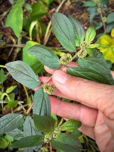 Euphorbia hirta observed 2026-10-29