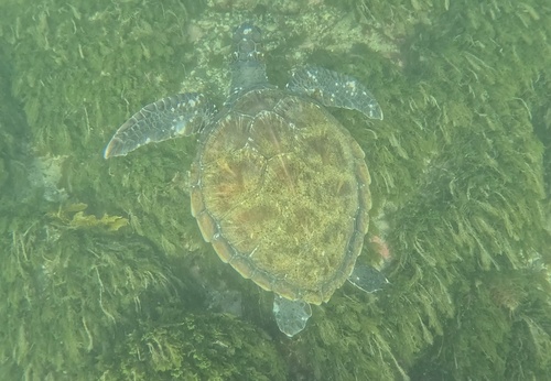 Chelonia mydas observed 2026-10-29