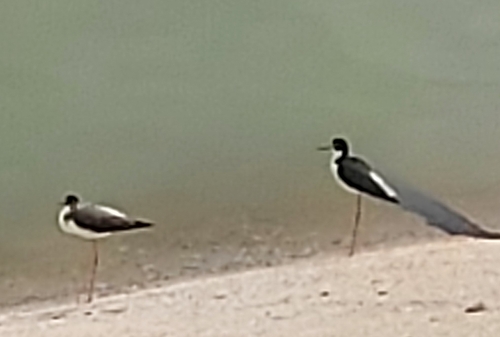 Himantopus mexicanus observed 2026-10-29