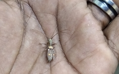 Olenecamptus bilobus