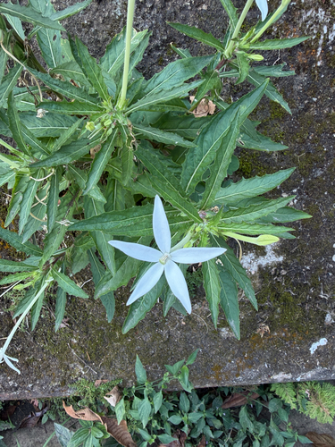 Hippobroma longiflora observed 2026-10-30